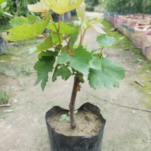 ৩ পিস আঙুরের চারা
